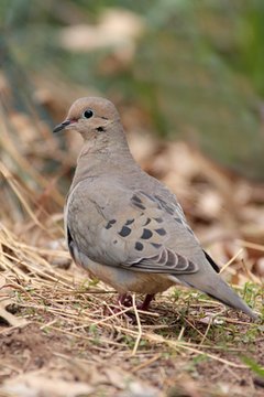 Mourning Dove Age Chart