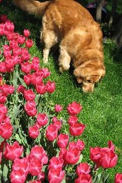 tulips and dog image by Ergün Özsoy from Fotolia.com Tulips are among the many plants that are toxic to dogs.