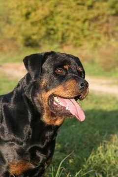 Rottweiler image by Stana from Fotolia.com Rottweilers originally protected and herded cattle and pulled carts.
