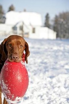 dog playing with red ball image by Paul Retherford from Fotolia.com Playing fetch is one way to stimulate your dog's mind.