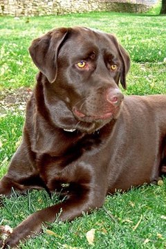 chocolate lab image by Lori Boggetti from Fotolia.com Several of the blindness-causing conditions associated with Labrador retrievers are genetic.