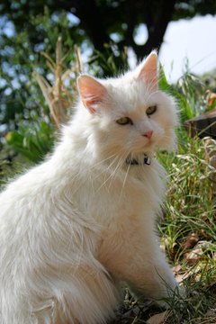 persian image by Allyson Ricketts from Fotolia.com Spaying significantly reduces your cat's risk of developing cancer.