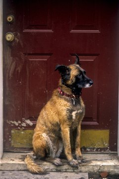 wet dog waiting patiently image by steven hendricks from Fotolia.com Wiping down muddy paws will keep your house clean.
