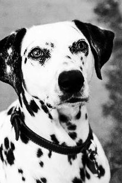 Dalmation image by worlock1 from Fotolia.com Dalmatians are the most famously deafness-prone dogs.