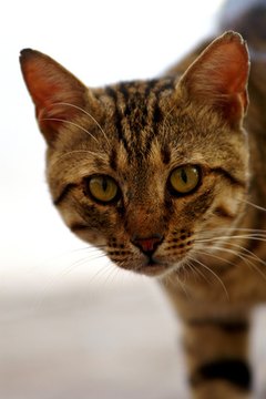 street cat gaze image by Maya Tairy from Fotolia.com A direct stare is a sign of aggression.