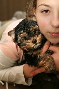 About Teacup Yorkies Pets