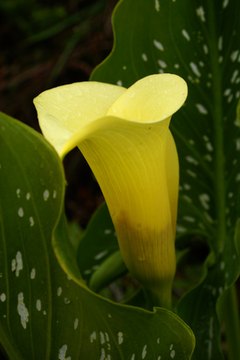 Calla lily image by Elzbieta Sekowska from Fotolia.com Calla lillies are pretty to look at, but are very poisonous to dogs.