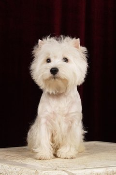 west hilend wite terrier 3 image by Olga Barbakadze from Fotolia.com He's cute, but all terrier.