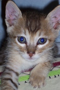 Cute Kitten image by mckhan from Fotolia.com Consider all of the litter alternatives before choosing one for your kitten.