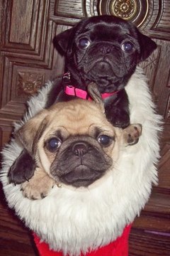 Santa Pugs image by wingsinmoonlight from Fotolia.com Puggle puppies often inherit the folded face characteristics associated with their pug bloodlines.