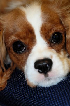 cavalier king charles spaniel image by Maria Bell from Fotolia.com Spaniels specialize in love at first sight.