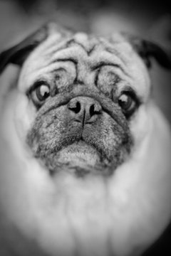 Dogs at local park; pug image by Tawana Frink from Fotolia.com "What do you mean, I have to take it easy?"