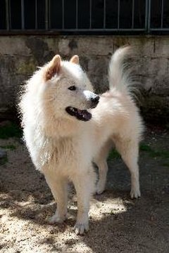 Samoyed dog image by crzy77 from Fotolia.com Your cat might not be as fond of your samoyed as you are.