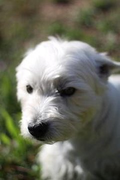 Sad Dog image by Arthur Caranta from Fotolia.com The kennel cough vaccine can sometimes fail to protect your dog.