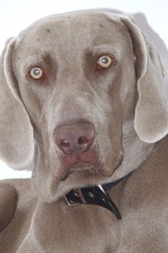 weimaraner image by Emilio Maull from Fotolia.com The Weimaraner's defined coat color is the source of their "grey ghost" nickname.