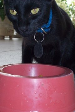 Pretinha comendo image by Liberdade Criativa from Fotolia.com Will bromelain help your cat's digestion?