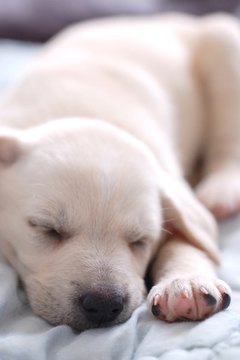 Sleeping Labrador puppy image by Suto Norbert from Fotolia.com Puppies sleep best in a cozy environment.