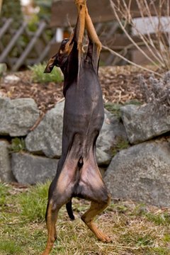 breakdance image by Anita Zander from Fotolia.com Many benefits come from neutering your male dog early in his life.