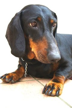 sad percy image by Miyazaki from Fotolia.com I'm the black-and-tan variety.