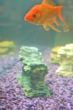 fish image by JASON WINTER from Fotolia.com Mixing aquarium fish requires good fish sense and some compromise.
