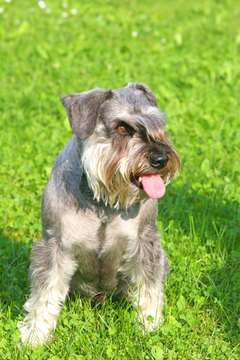 Schnauzer image by Stana from Fotolia.com "Is that the dinner bell I hear?"