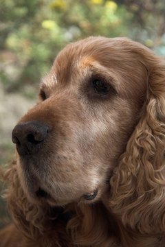 majestic cocker image by Martin Woodward from Fotolia.com The spaniel ancestors of modern cockers have been around for centuries.