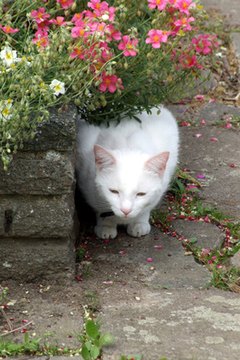 Outdoor Plants Harmful To Cats Dogs Pets