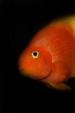 smile image by Casmium from Fotolia.com The profile of a blood parrot is sometimes reminiscent of a smiley face.