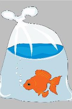 Goldfish image by hannahfelicity from Fotolia.com Never pour the water from the pet store into your tank. You could introduce bacteria and parasites.