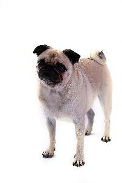 Questioning Look image by Megan Lorenz from Fotolia.com Training and lots of love will help calm a pug's anxiety issues.