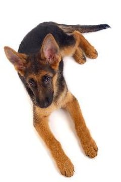 Young German Shepherd dog image by Marzanna Syncerz from Fotolia.com German shepherd puppies are the most likely to have carpus malformations.