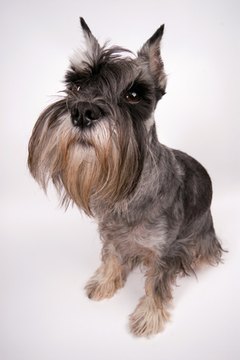 the dog sits image by Aliaksandr Zabudzko from Fotolia.com Dogs respond well to calm, gentle leadership.
