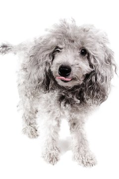 poodle image by veseliysyslik from Fotolia.com Untended poodle coats can quickly become a mess.