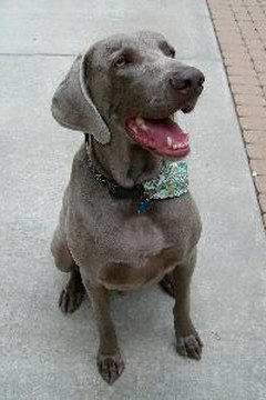 weimaraner dog close-up image by AND Inc. from Fotolia.com Open wide for your teeth cleaning.