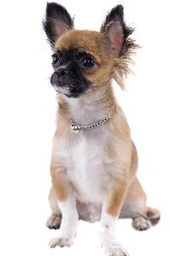 Chihuahua image by Digitalpress from Fotolia.com Chihuahuas may live up to twice as long as many large-breed dogs.