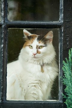 Cat sitting on window sill image by Jorge Moro from Fotolia.com Strictly indoor cats can still get fleas.