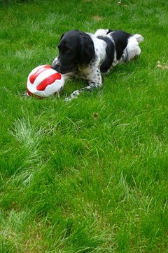 Munsterlander breed dog playing with soccer ball image by nextrecord from Fotolia.com Dogs often use toys for entertainment.