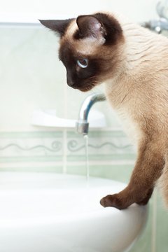 thirsty siamese cat in bathroom image by starush from Fotolia.com If your cat is constantly seeking out water, he may have an underlying health issue.