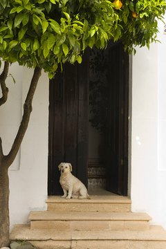 Screen Doors For Dogs Pets