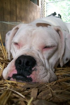 Sleeping Dog image by StylezInk from Fotolia.com Most dogs occasionally make noise while sleeping.