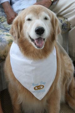 best dog wedding bandana white walk family image by Paul Retherford from Fotolia.com Dog bandanas can be for everyday wear or for special occasions.