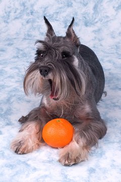 the dog barks image by Aliaksandr Zabudzko from Fotolia.com Peel an orange and share a slice with your dog.