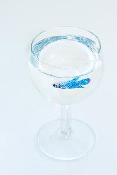 Fish in the glass image by AiMvBaEnR from Fotolia.com Female betta fish typically have shorter fins than male bettas.