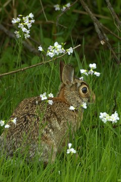 Do Cottontail Rabbits Hibernate? | Animals - mom.me