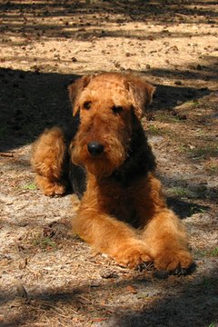 Dog image by BlueMiniu from Fotolia.com Certain breeds are more suseptible to allergens.