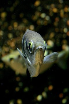 gourami image by Lucid_Exposure from Fotolia.com Blue spot gouramis have light blue bodies ornamented with three dark blue spots.