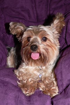 yorkie portrait image by LynnMarie from Fotolia.com I'm a Lone Star Yorkie.