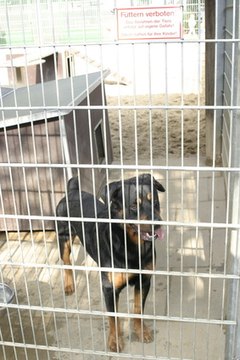 To become an animal control officer in Canada, you must gain experience.