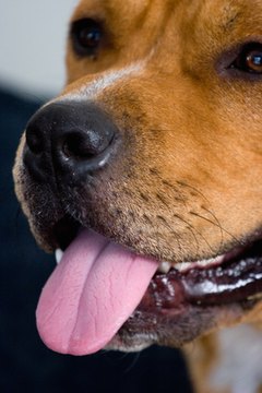 Tongue Ulcers in Dogs | Animals - mom.me
