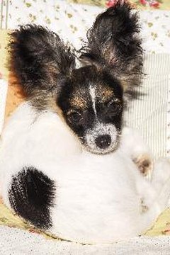 papillon image by muro from Fotolia.com The ears may be my signature, but my eyes are so soulful.